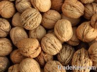 sell Dried Grade A walnut