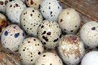 Quail eggs