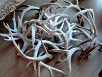 DEER ANTLERS