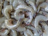 Frozen Shrimps