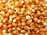 YELLOW CORN FOR ANIMAL FEED