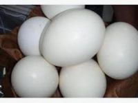 OSTRICH EGGS