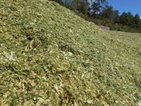 CORN SILAGE FOR CATTLE FEEDING