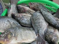 Frozen Tilapia Fish