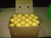 Fresh Eureka Lemon, Fresh green Lemons and other citrus fruits