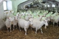 PREGNANT MILKING SAANEN GOATS