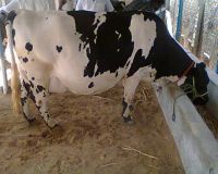 Pregnant Holstein Heifers Cow