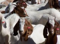 Live Boer Goats