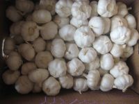 Fresh Normal White Garlic / Red Galic in 10kg/Carton with Different Size -Hot Sale