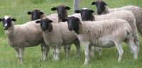 Dorper sheep