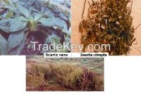 Swertia Chiretta, Medicinal Herb-Raw