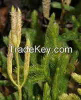 We want to sell Lycopodium Clavatum (Club Moss) Powder, 100% natural, 