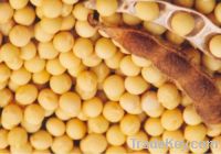 Soybeans/ Soya Beans