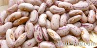 LSKB Kidney Beans Long Shape (2011 New Crop)