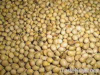 Sell Soya beans