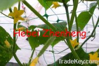 Sell Plant Climbing Net