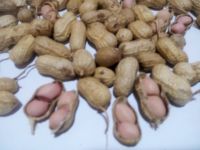 PEANUTS (Ground Nuts), SHELLED or UNSHELLED FROM WEST AFRICA