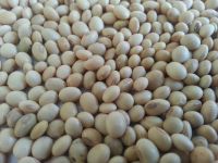 NON - GMO SOYBEANS FROM WEST AFRICA