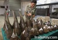 We sell Rhinoceros Horns