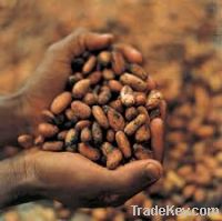 Sell Cocoa Beans