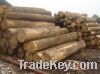 Sell Oak, Ash, Beech Timber And Firewood