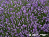 Sell Organic Lavender Essential Oil