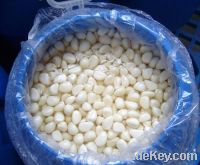 bulk pickled garlic for sale jar pickled garlic GARLIC CLOVES IN BRINE