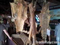wet/dry cattle, donkey, sheep and corcodile hides