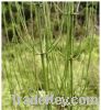 Sell Horsetail Extract