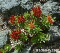 Sell Rhodiola Rosea Extract Powder
