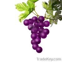 Sell Procyanidin 95% Grape Seed Extract