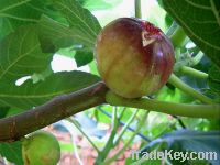 Sell Fig (Ficus carica) Fruit Extract