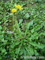 Sell Dandelion (Taraxacum officinale) Root Extract