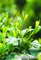 Sell Tea Polyphenol