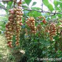 Sell Schisandra Plant Extract