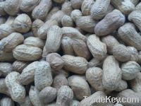 sell peanut in shell