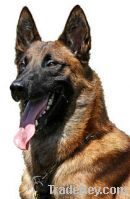 Sell dog belgiam malinois for sell