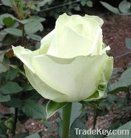 Sell fresh cut rose-Avalanche