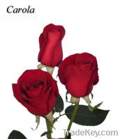 Sell fresh cut rose-Carola
