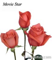 Sell fresh cut rose-Movie Star