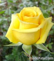 Sell fresh cut rose- yellow rose