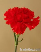 Sell fresh cut carnation-Master