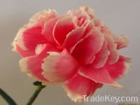 Sell fresh cut carnation-Smiling face