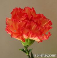 Sell fresh cut carnation-red