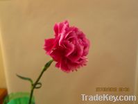 Sell fresh cut carnation-Arevalo