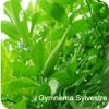 Sell Gymnema Sylvestre extract large quatity