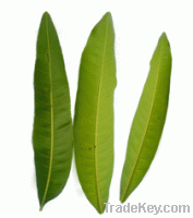 Sell Mangiferin herb extract