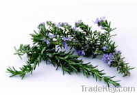 Sell Rosemary Extract , herb extract
