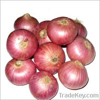 Sell Red Onion