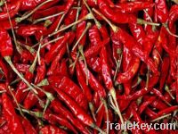 Sell Chilli red